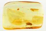 Detailed Fossil Caddisfly (Trichoptera) In Baltic Amber #288161-1